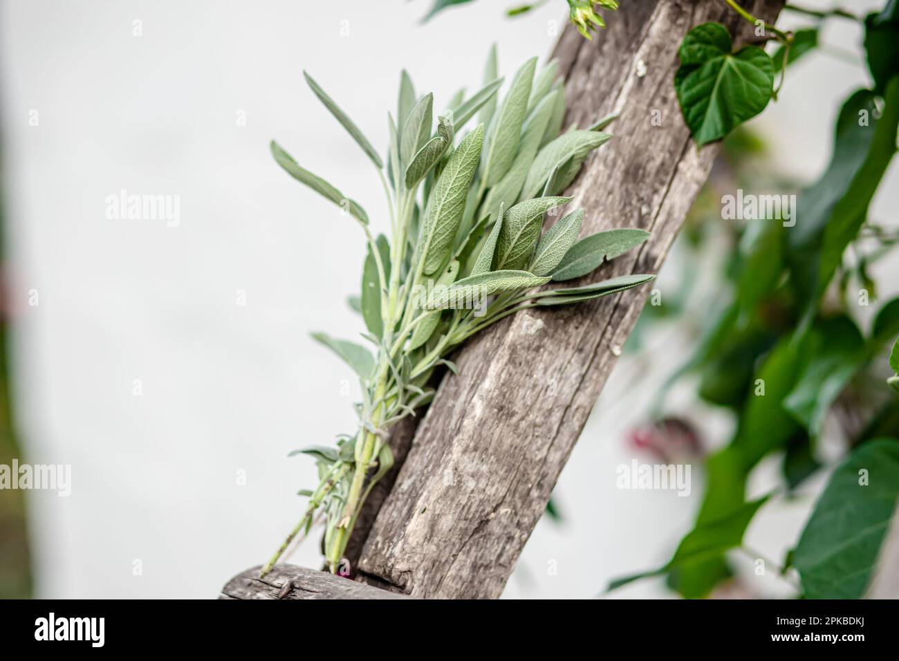 Lemon balm, Melissa officinalis, balm, common balm, or balm mint. Salvia officinalis, common sage, just sage, Mentha suaveolens, apple mint, pineapple Stock Photo