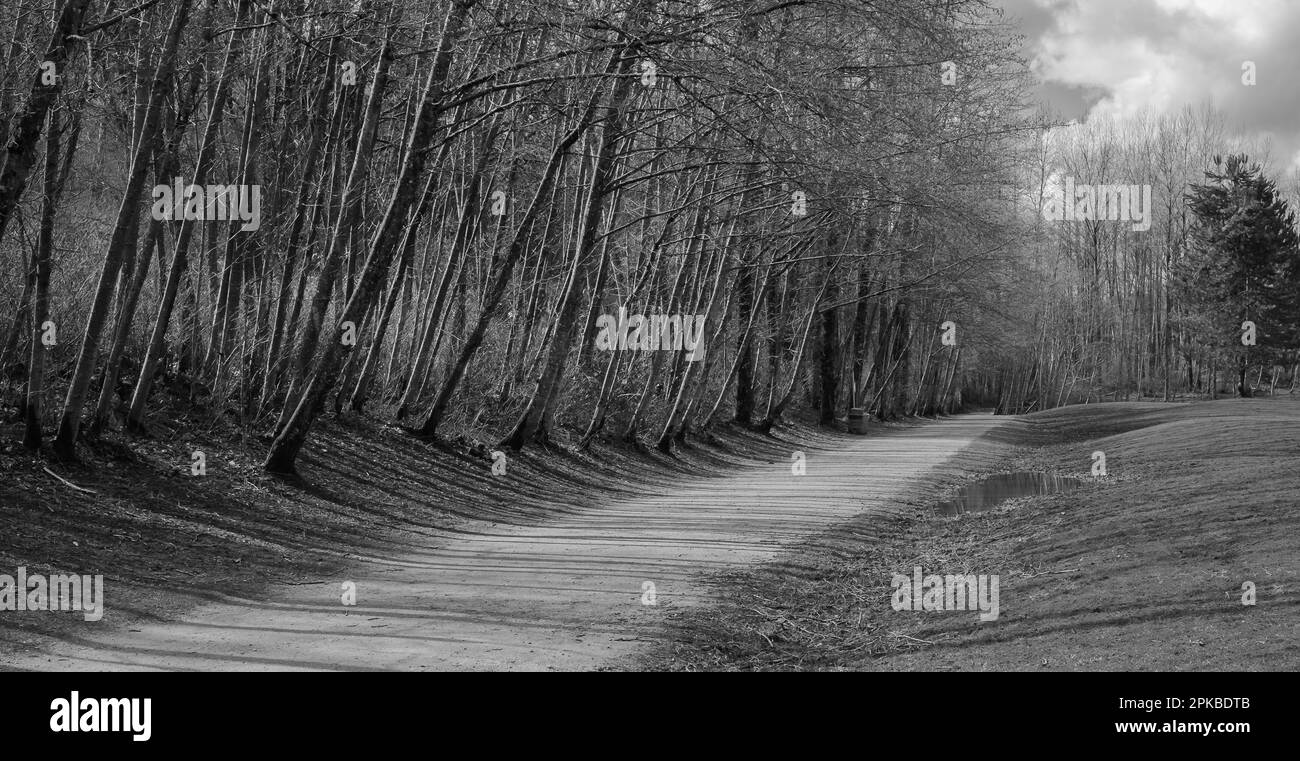 Forest trail scene. Woodland path. Walk way in the park. Straight dirt road. Black and White phot. Nobody copy space, street photo. Stock Photo