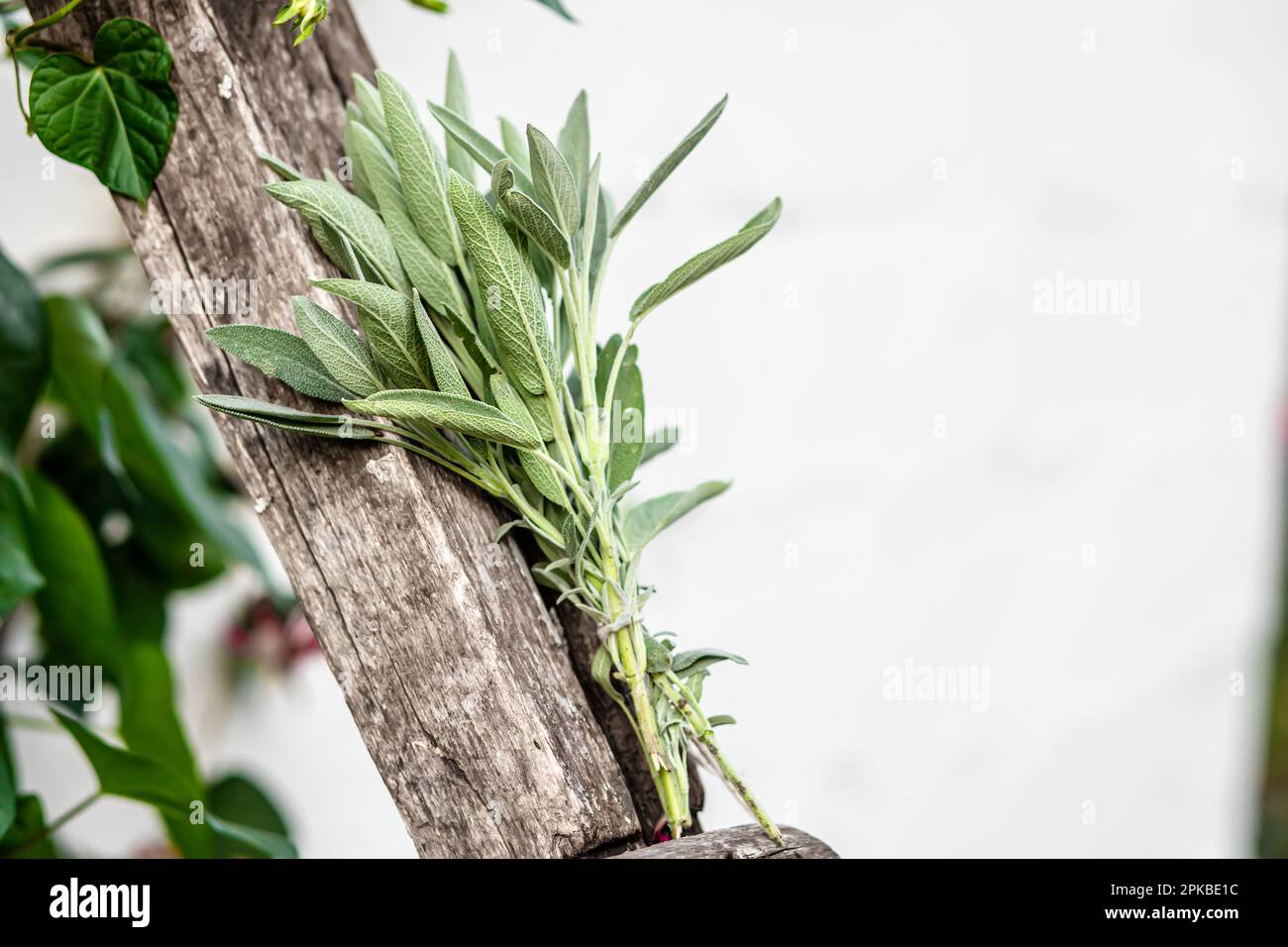 Lemon balm, Melissa officinalis, balm, common balm, or balm mint. Salvia officinalis, common sage, just sage, Mentha suaveolens, apple mint, pineapple Stock Photo