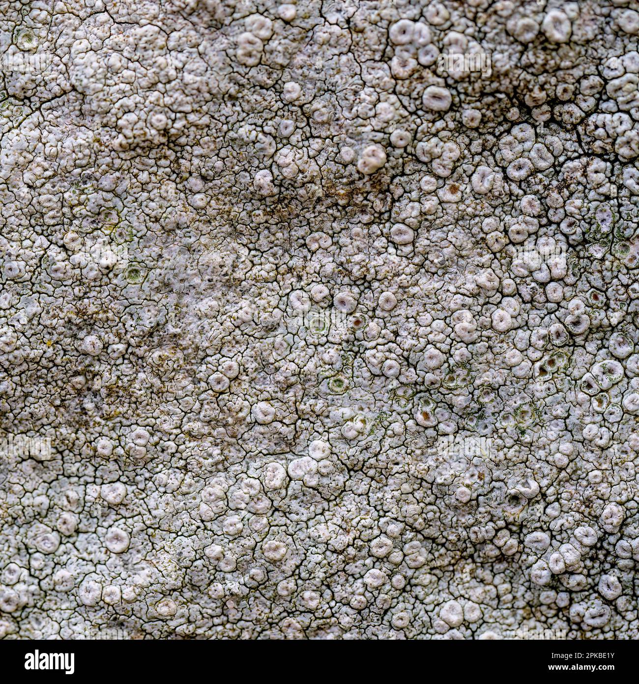 Crustose Macro of white crustose lichen, UK. On stone Stock Photo - Alamy