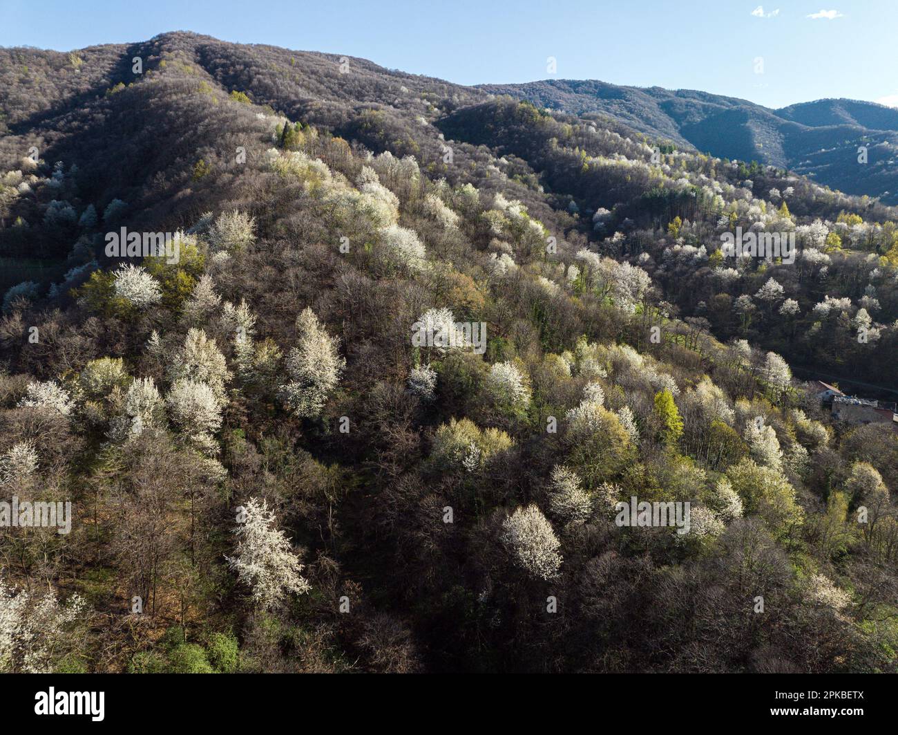 Aerial view of flowering trees in a mountain forest. Spring in nature outdoors. Stock Photo