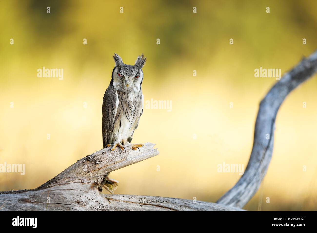 Northern white-faced owl , Ptilopsis leucotis, little owl in the nature habitat, sitting on the dry tree branch, yellow grass in background Stock Photo