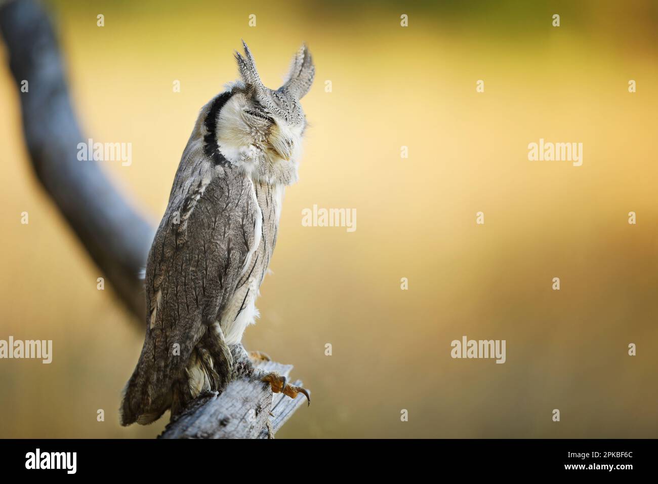 Northern white-faced owl, Otus leucotis, bird in the nature habitat. Owl in african savanna. Animal sitting on the tree branch. Wildlife scene from Af Stock Photo