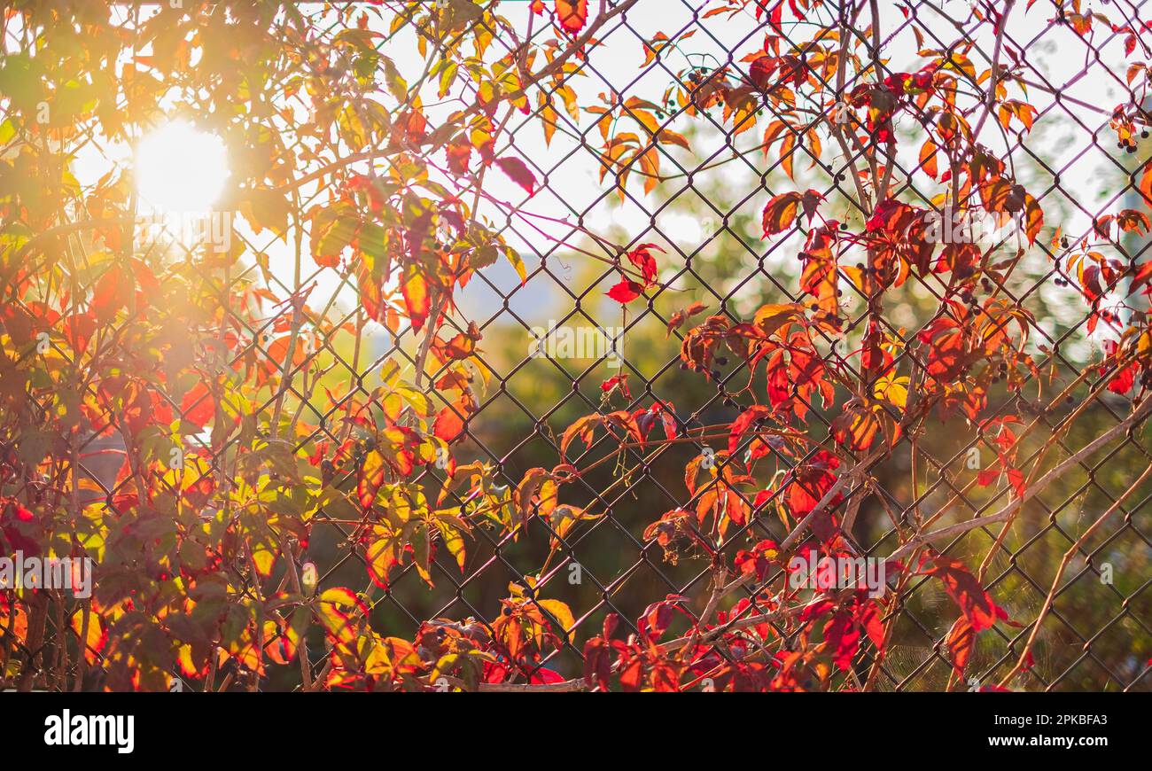 Autumn leaves and vines climbing up growing on chain link fence. Natural vine plants wrapping around steel wires and grow through fencing. Beautiful m Stock Photo
