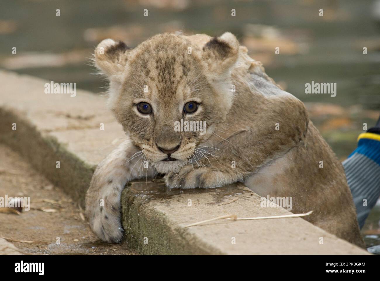 Closeup of an African lion cub looking at camera, Smithsonian National Zoological Park, Washington, DC, USA Stock Photo
