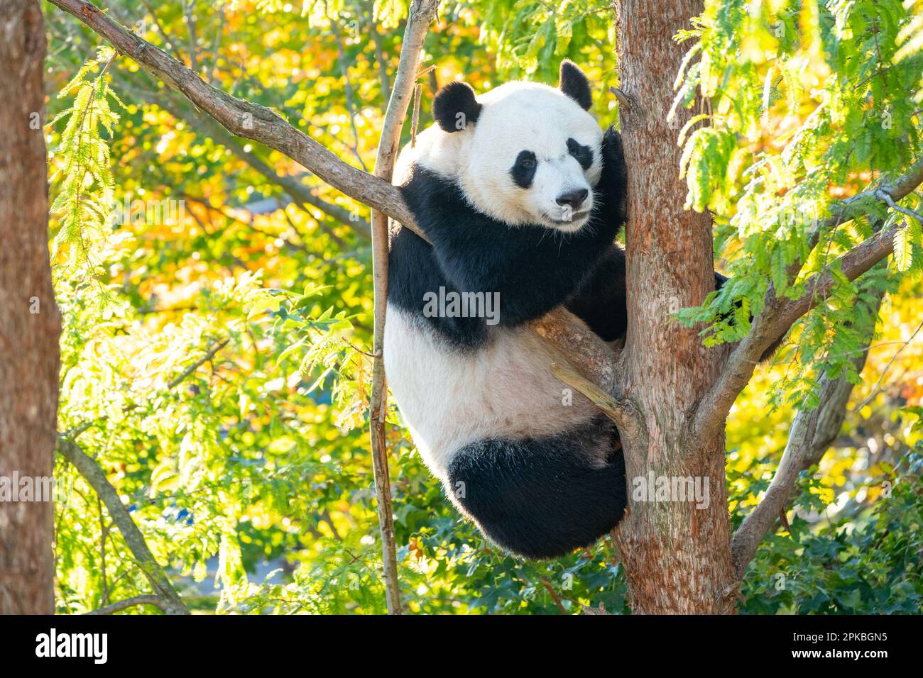 A Giant Panda bear named Bei Bei climbing a tree, Smithsonian National Zoological Park, Washington, DC, USA Stock Photo