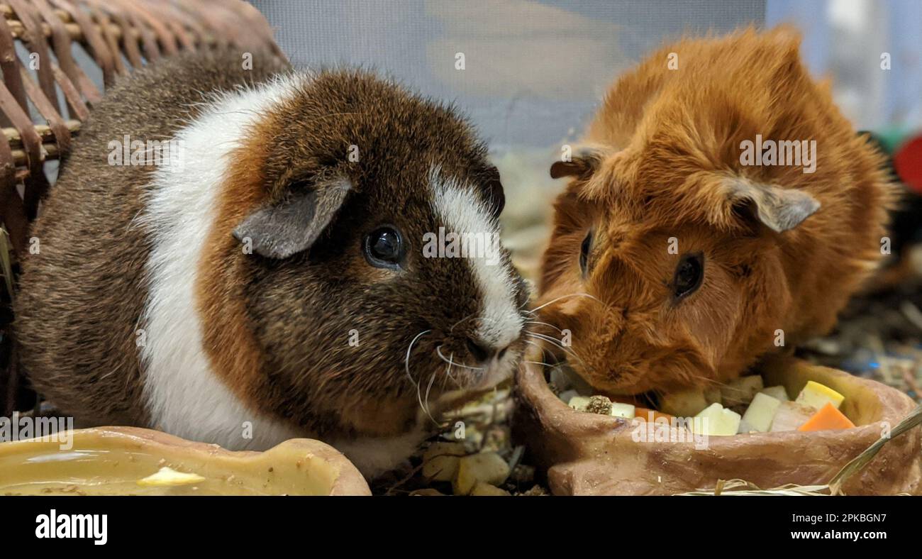 Closeup of  a pair of Guinea pigs eating food, Smithsonian National Zoological Park, Washington, DC, USA Stock Photo