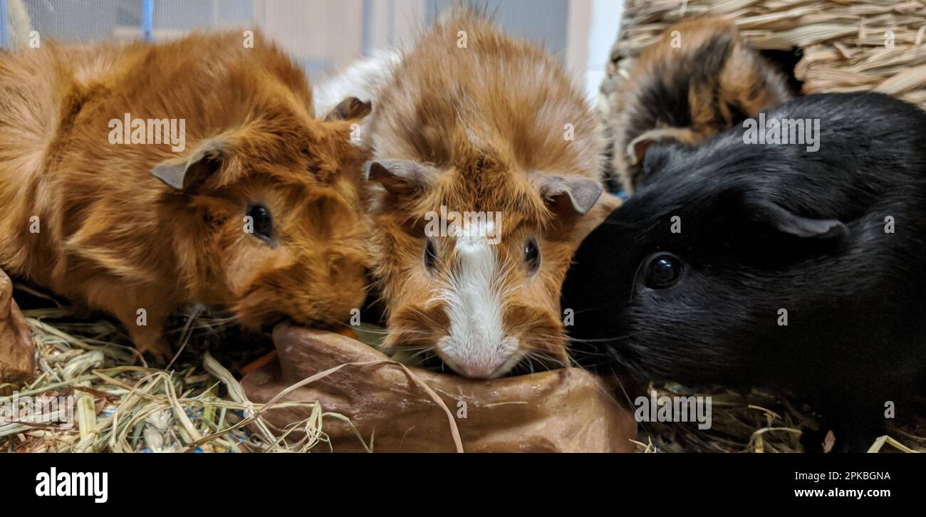 Closeup of guinea pigs eating food, Smithsonian National Zoological Park, Washington, DC, USA Stock Photo