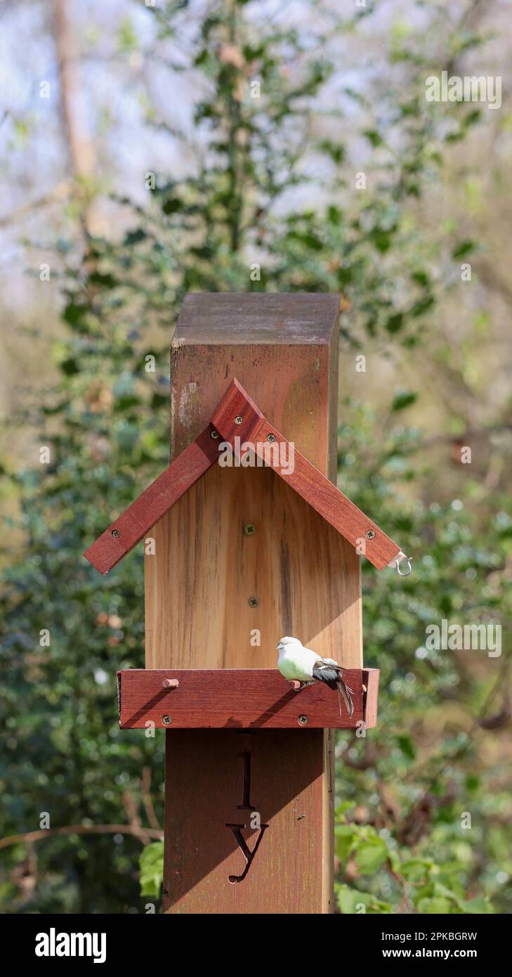 UK Wooden bird feeding station mounted on wooden post. Covered wooden bird table in spring. Stock Photo