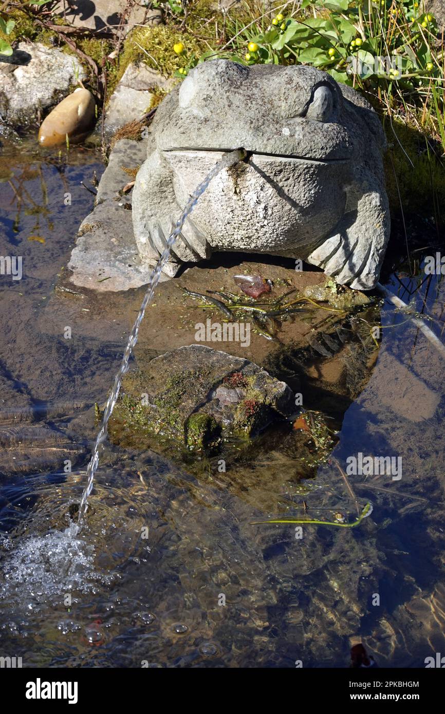 Wasser speiender Frosch aus Stein an einem Gartenteich Stock Photo Alamy