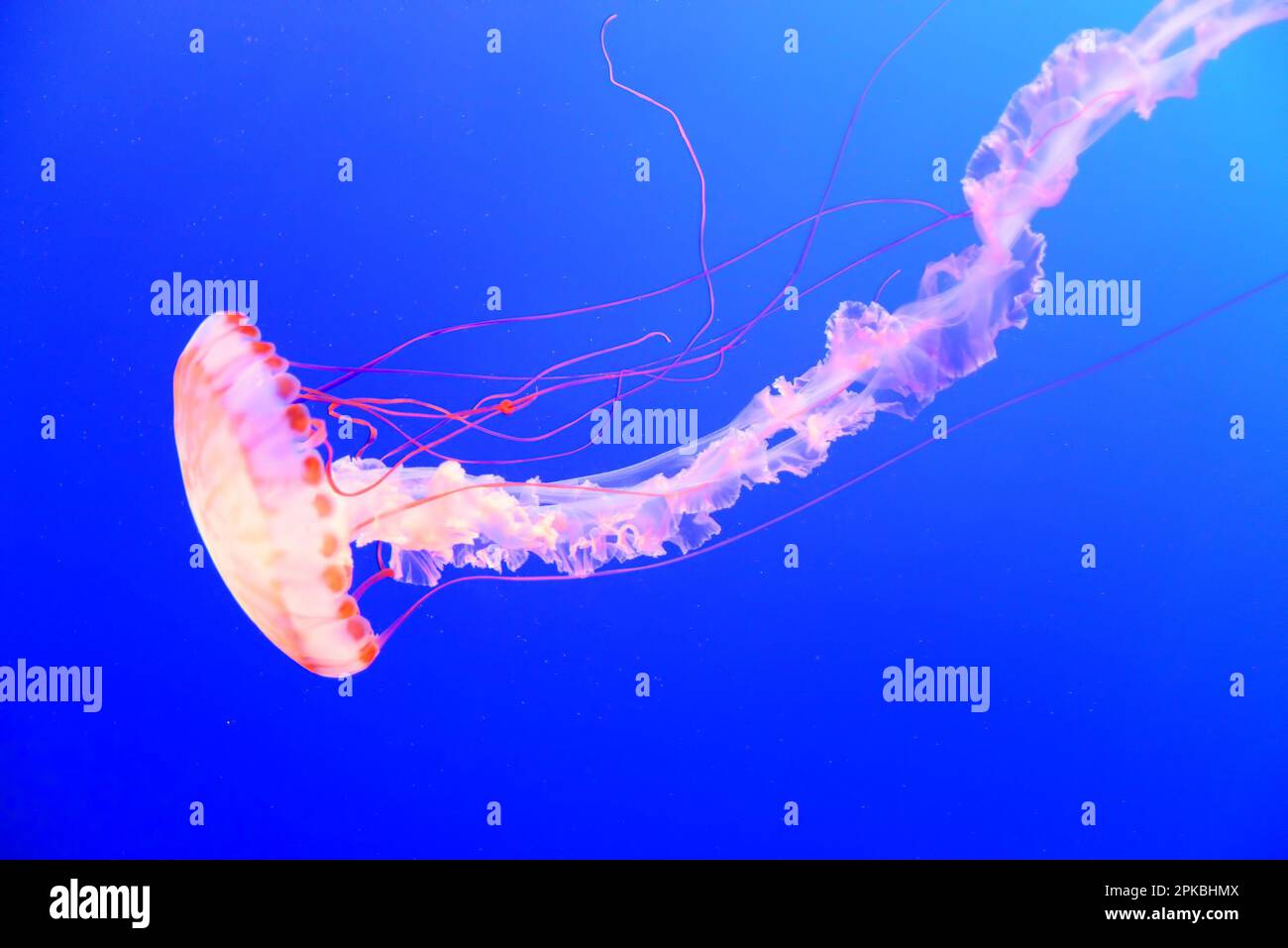 Orange jellyfish floating and swimming in the blue ocean Stock Photo ...