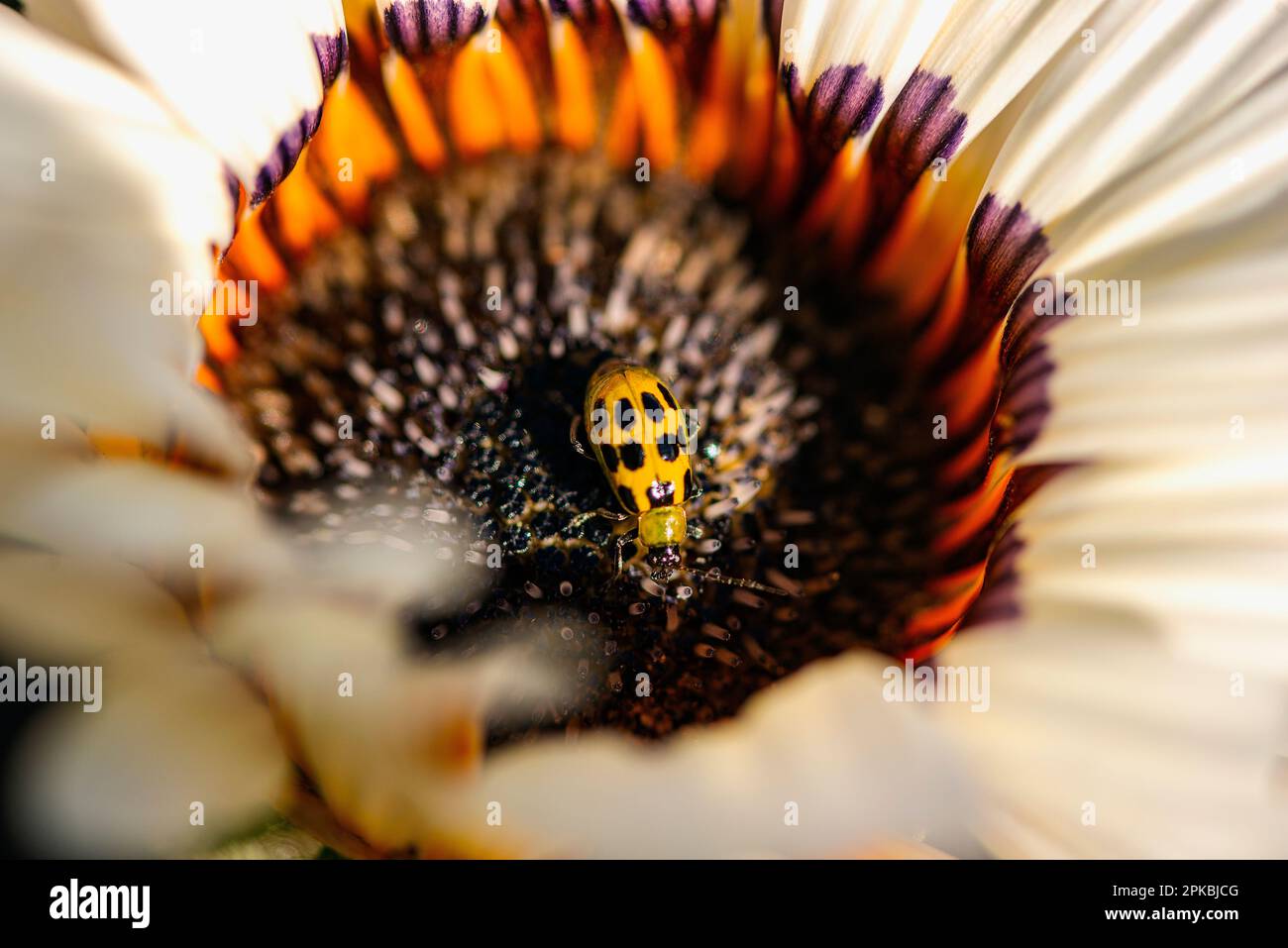 A spotted cucumber beetle sitting on a daisy. Stock Photo