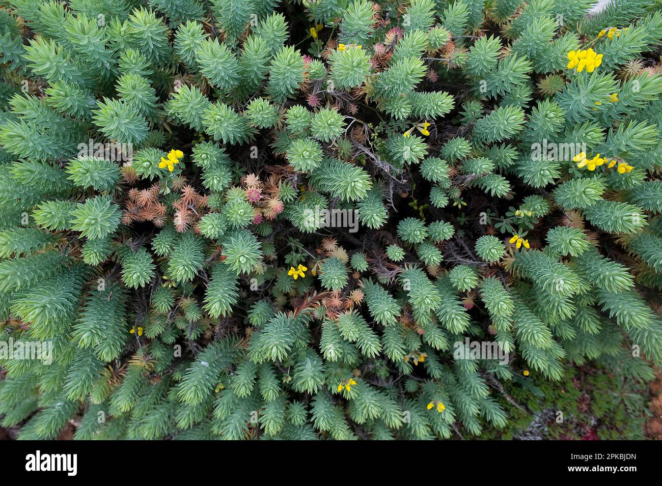 Euphorbia pithyusa o Euphorbia delle Baleari. Capo Caccia,  Alghero. Sardegna. Italia Stock Photo