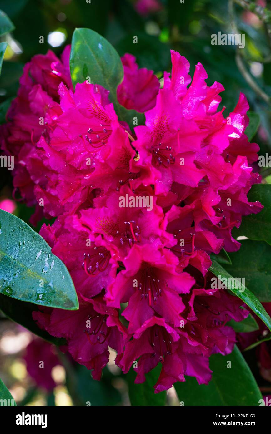 The flowers of a Rhododendron bush. Stock Photo
