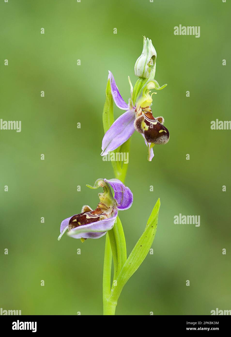 Scala di giocca hires stock photography and images Alamy