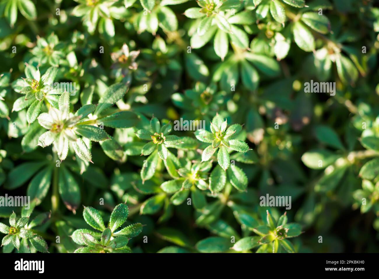 Galium aparine cleavers, catchweed, stickyweed, robinrunthehedge