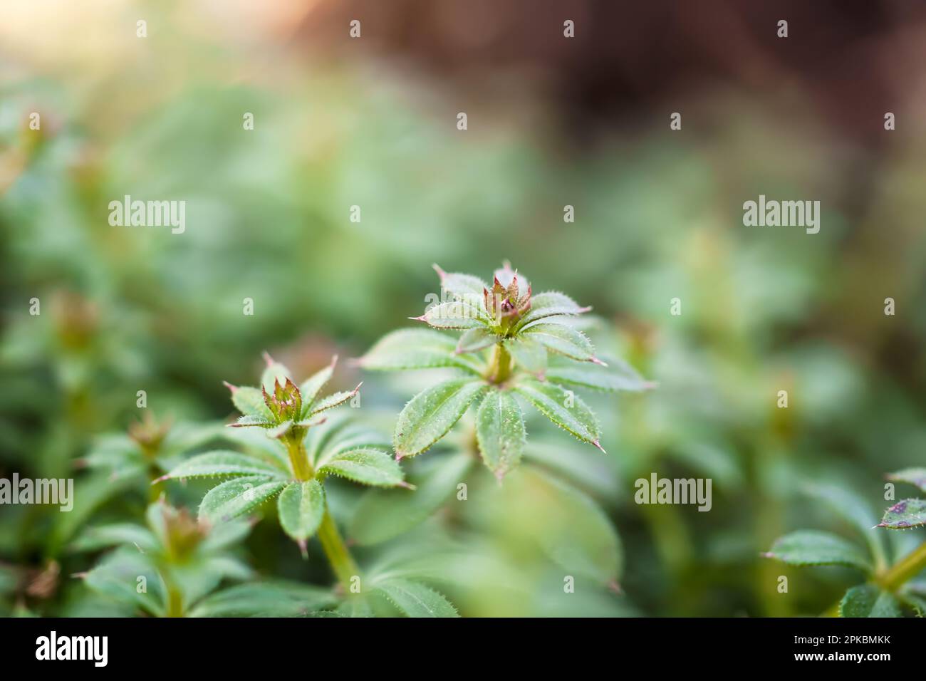 Galium aparine cleavers, catchweed, stickyweed, robinrunthehedge