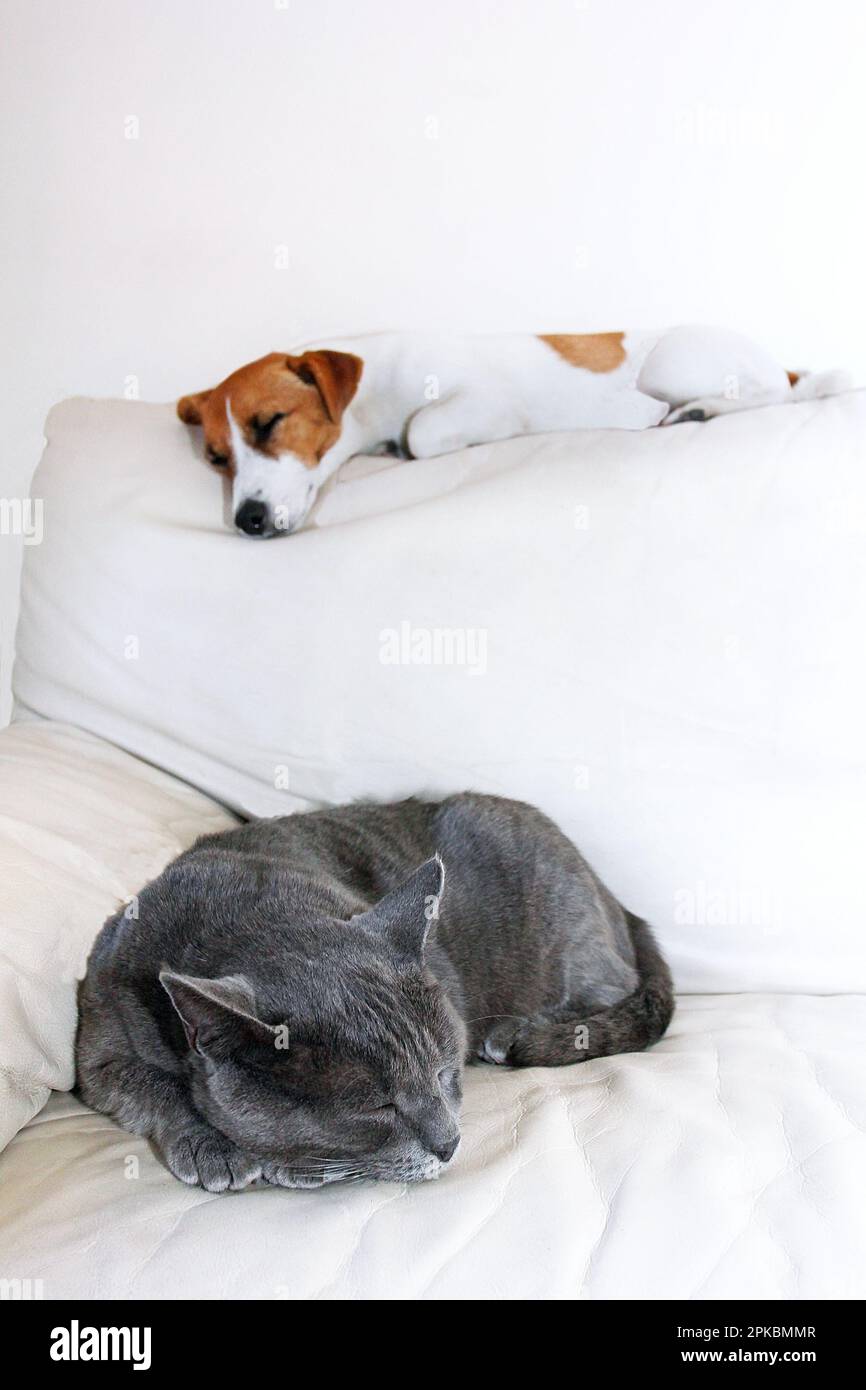 dog jack russell terrier and a gray cat of breed a burma are spatna a white sofa in a white room, vertically, Stock Photo