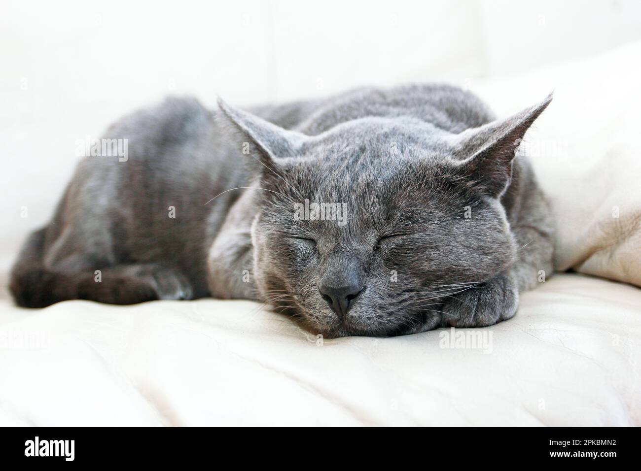 Gray Burmese cat sleeping soundly on a white leather sofa in the living ...