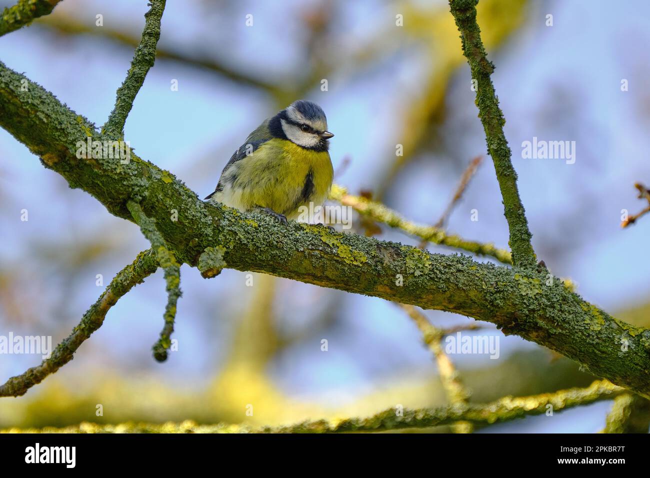 Eurasian Blue tit Stock Photo