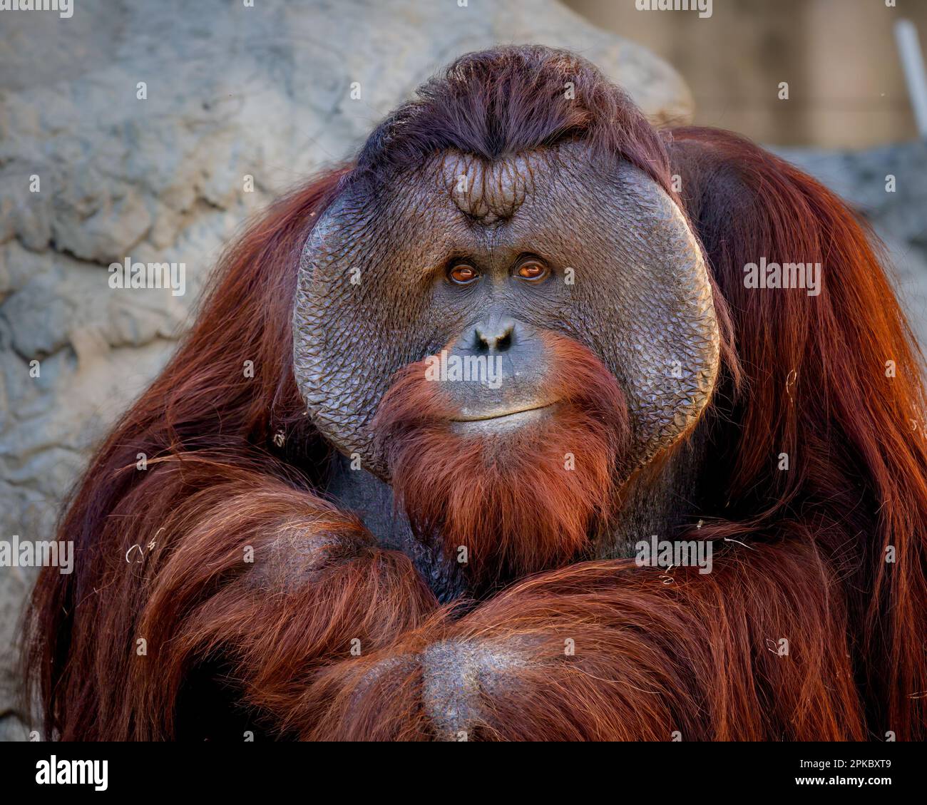 Hairy anthropoid hi-res stock photography and images - Alamy