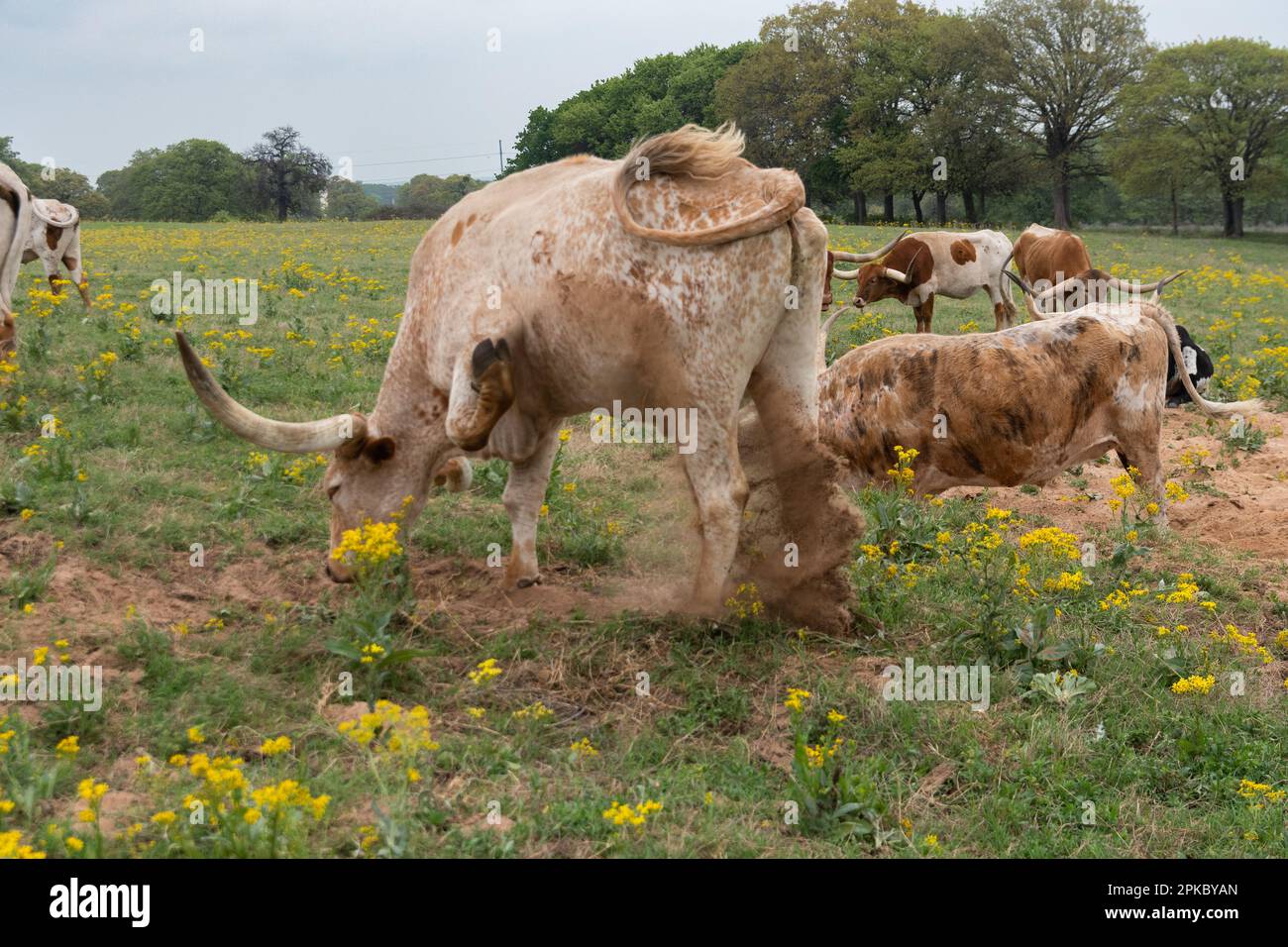 A large Longhorn bull digging a pit in the sand with its hooves as it attempts to show its dominance to other bulls in the herd. Stock Photo