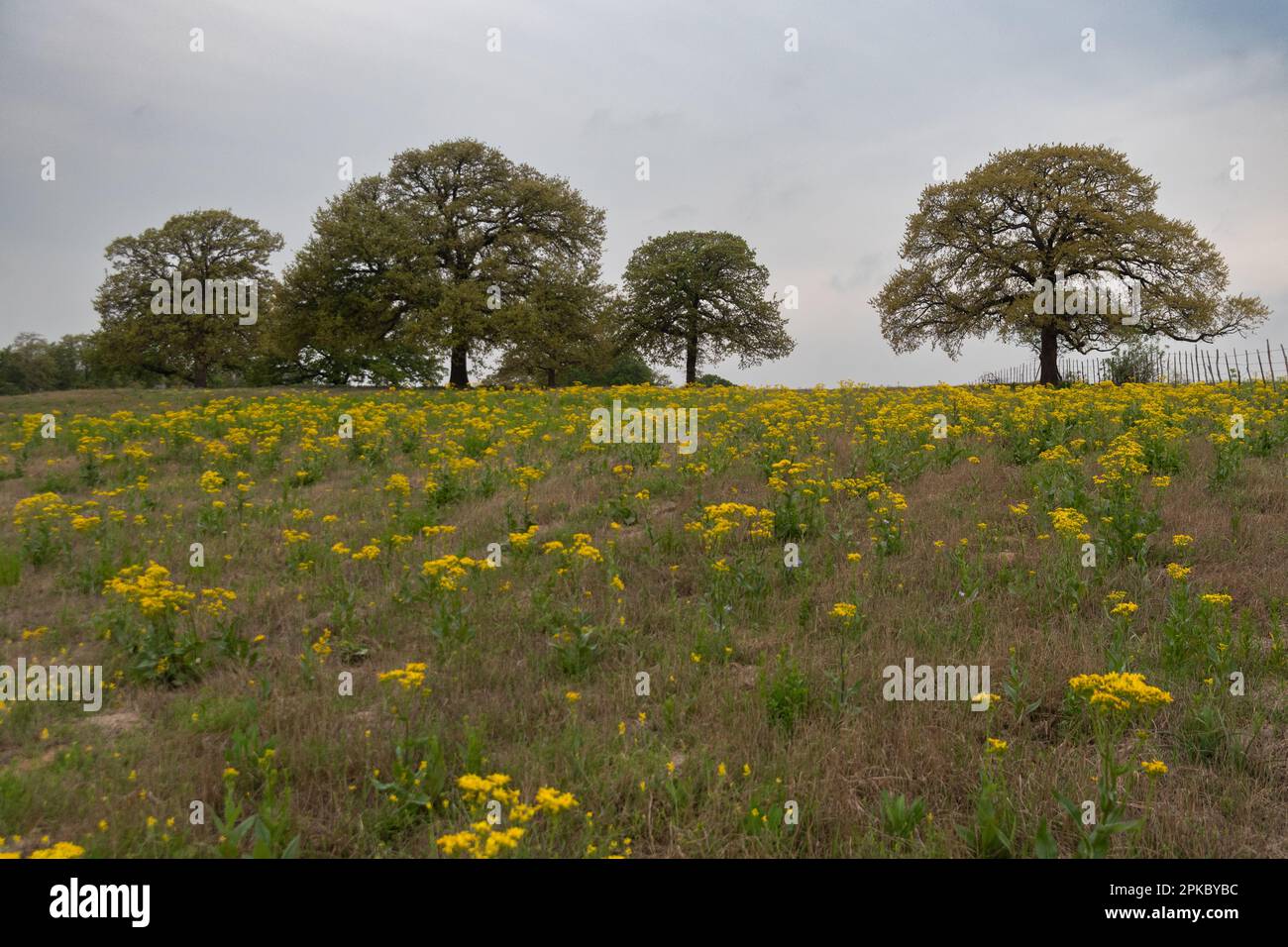 Trees lined up on top of a hill on the horizon beyond a meadow full of vibrant, yellow California Goldenrod flowers on a cloudy morning. Stock Photo