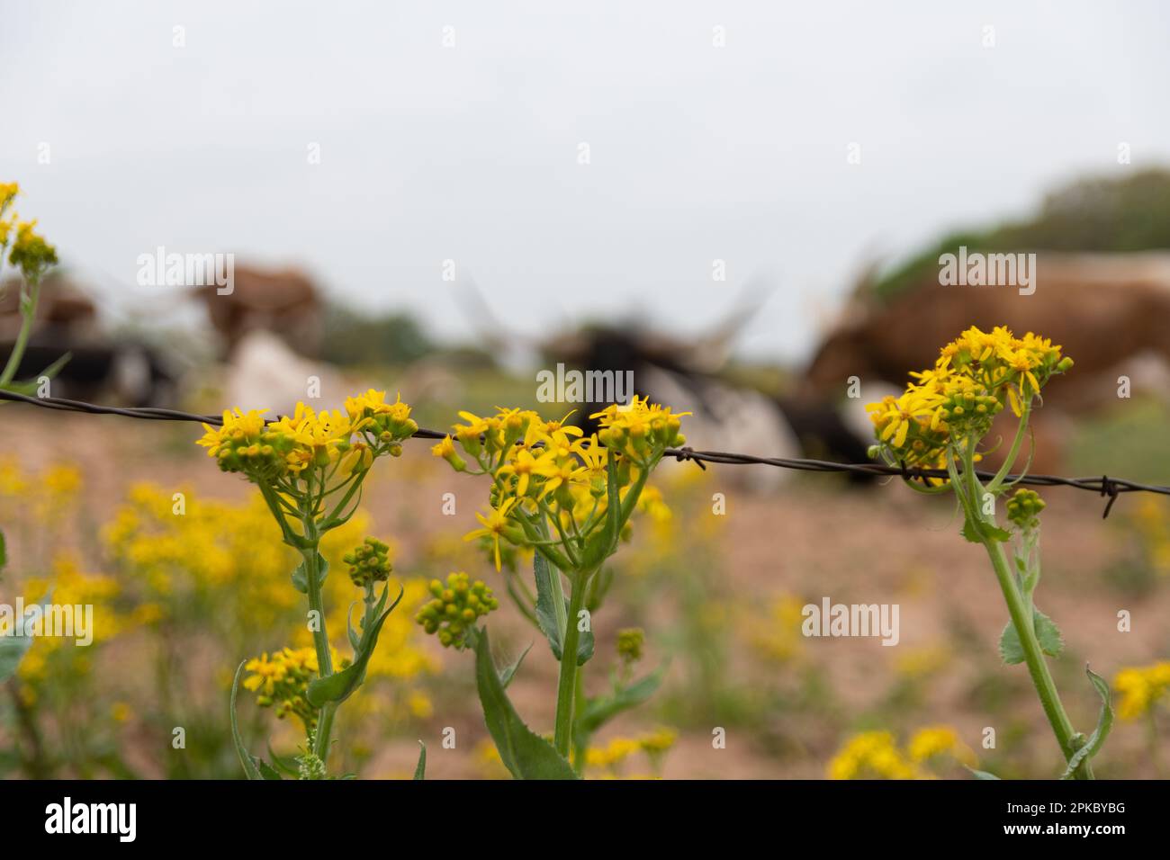 Yellow California Goldenrod flowers blooming next to a barbed wire fence with Longhorn cattle resting in the blurry background. Stock Photo