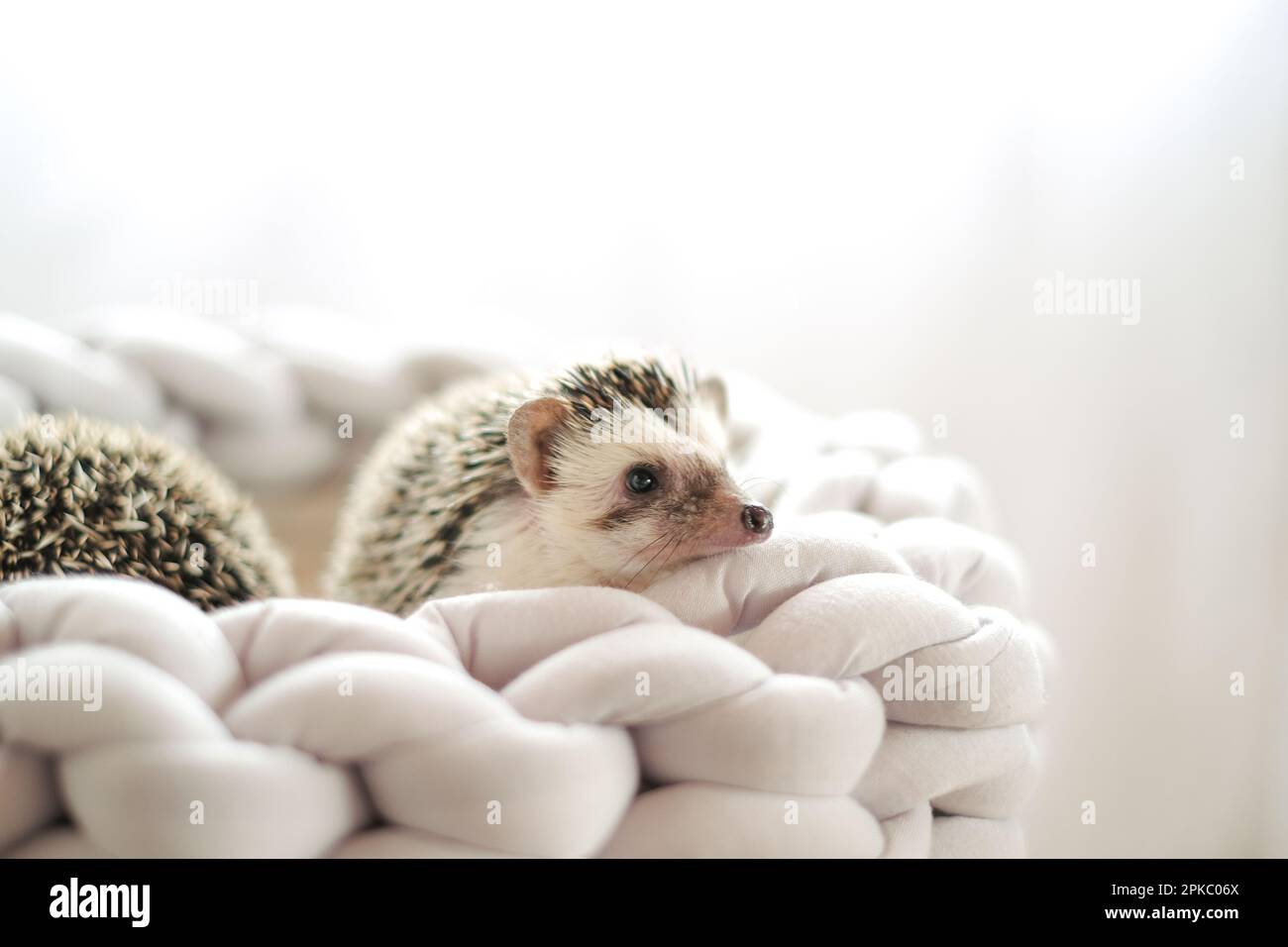 Pet top hedgehog accessories