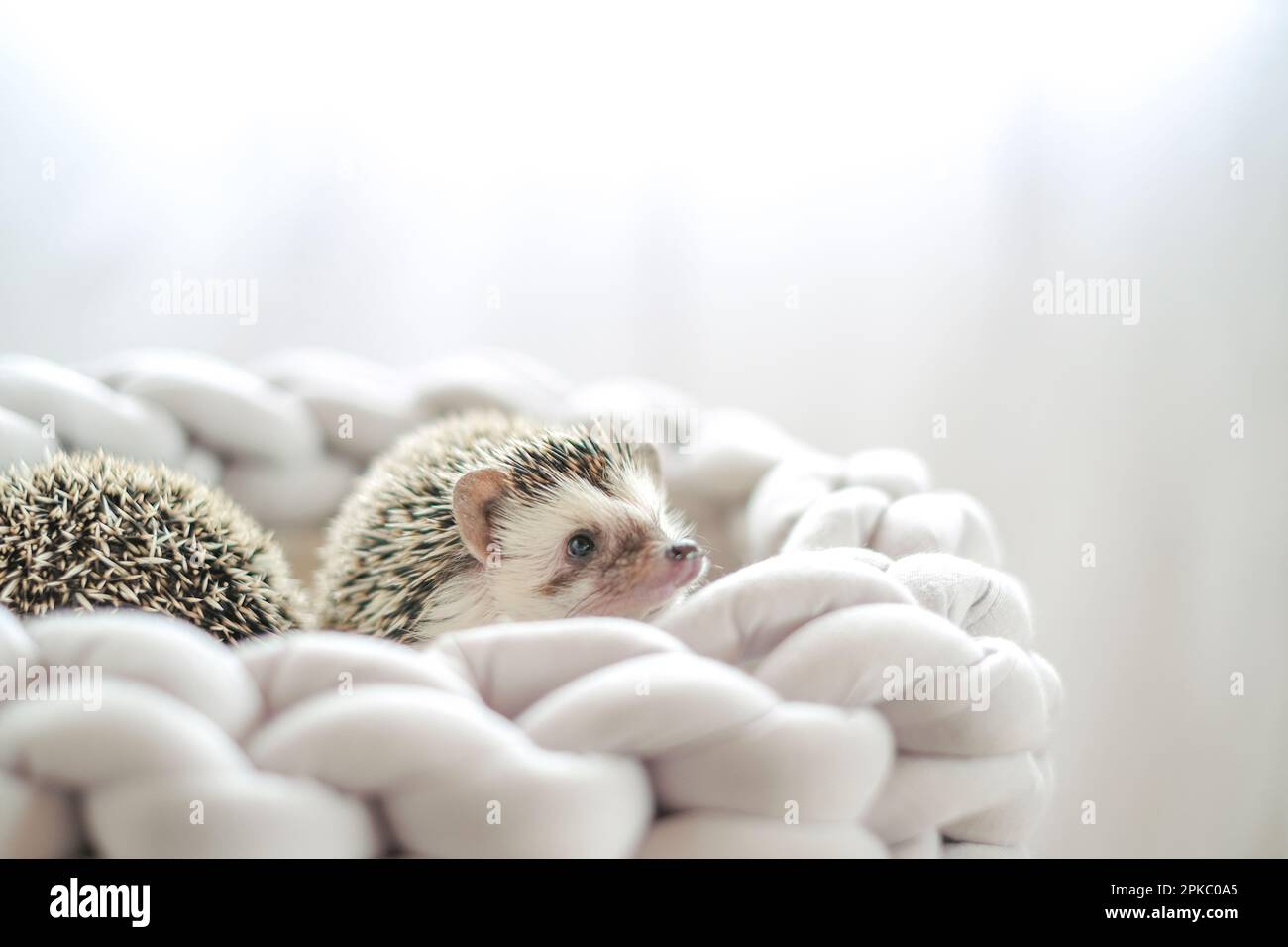 Hedgehog accessories hi res stock photography and images Alamy