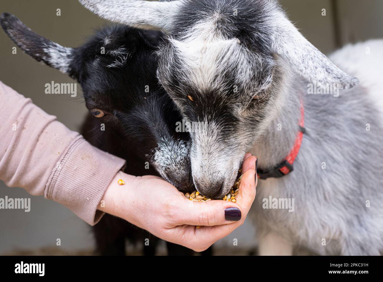 Goats being hand fed Stock Photo