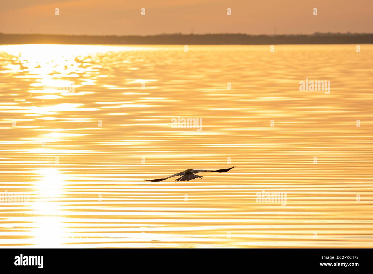 A black bird silhouette is flying low over the rippled water of the lake toward the sunset. The water reflects the golden sunlight. Stock Photo