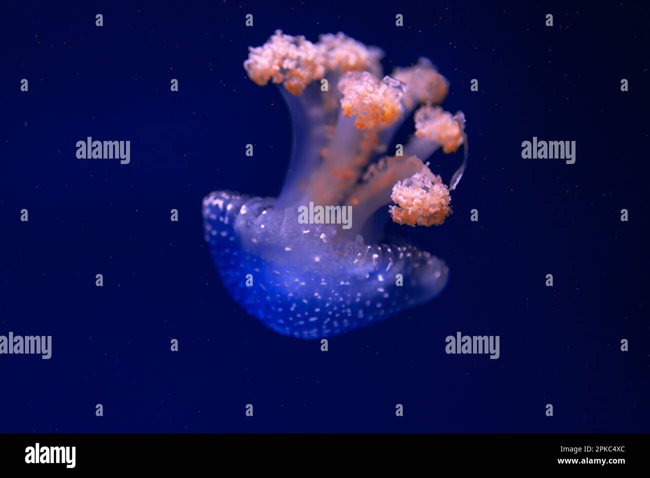 Jellyfish glowing in deep blue water . Calm undersea water Stock Photo ...