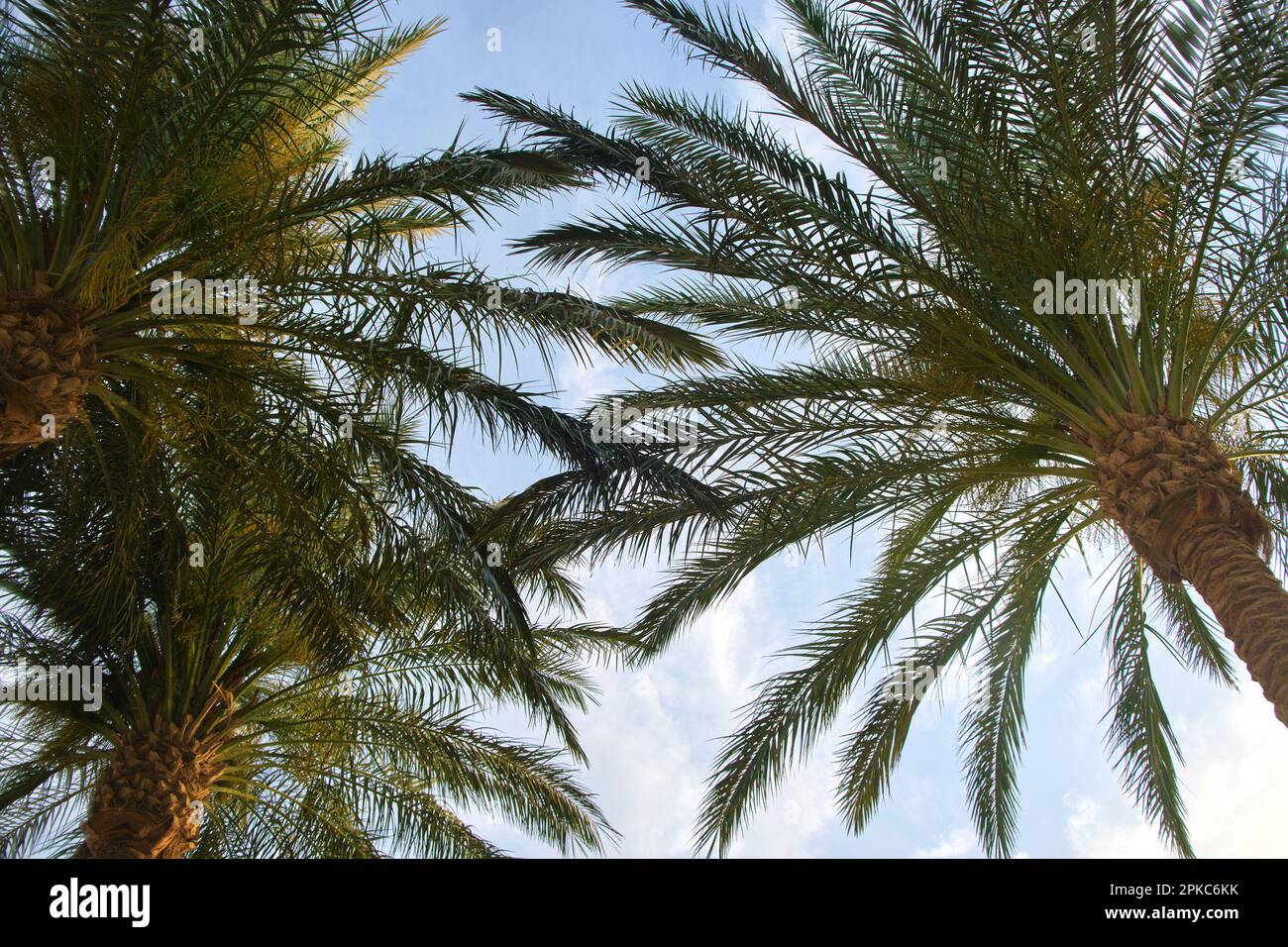 Beautiful green coconut palm trees on tropical beach against blue sky ...