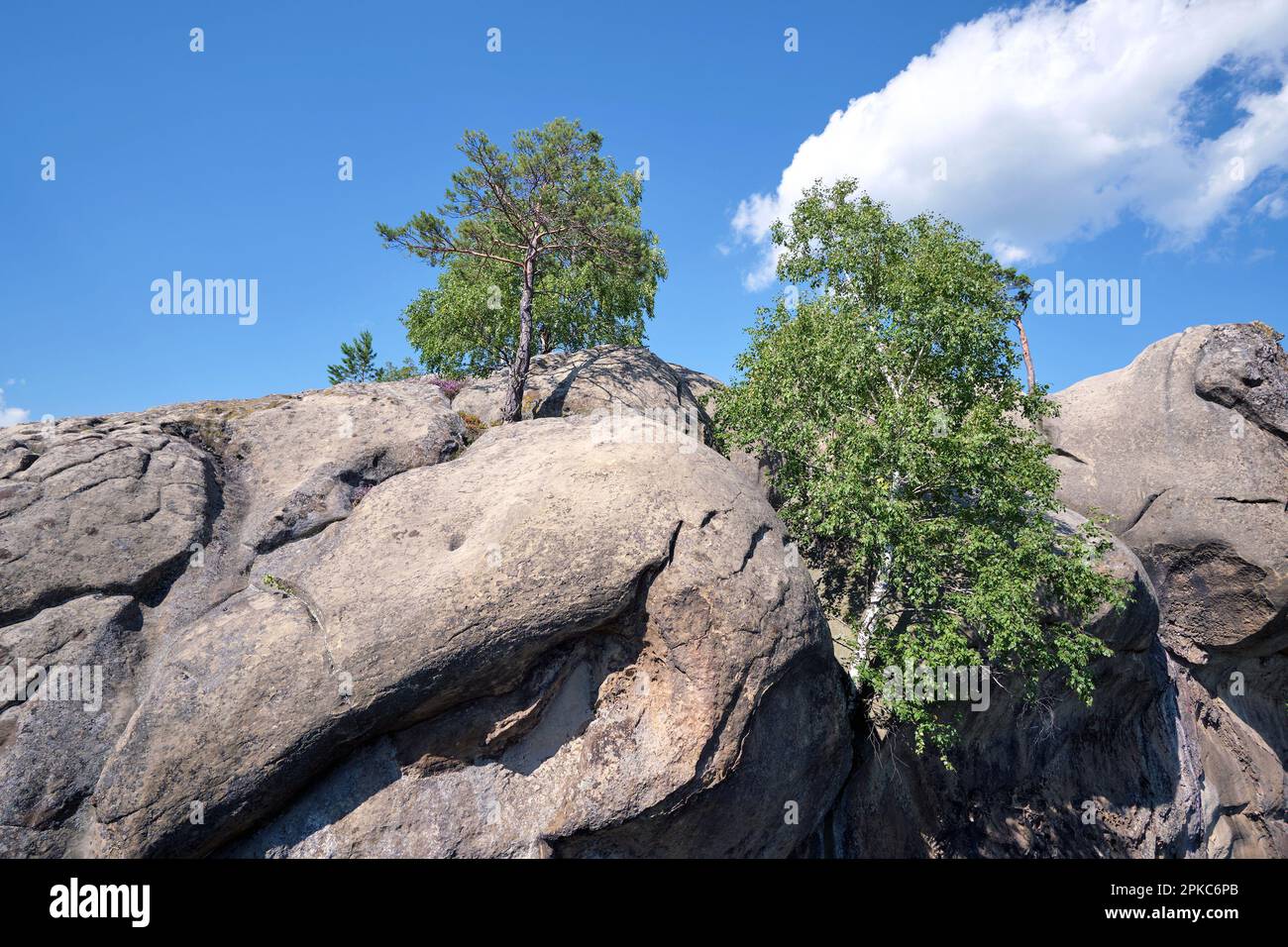Big old pine tree growing on rocky mountain top under blue sky on ...