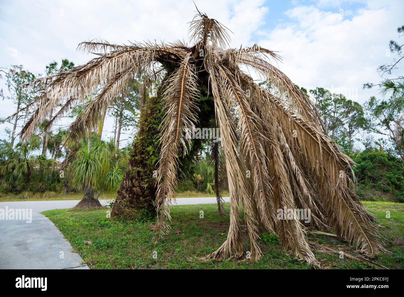 Dry dead palm tree on Florida home backyard Stock Photo Alamy