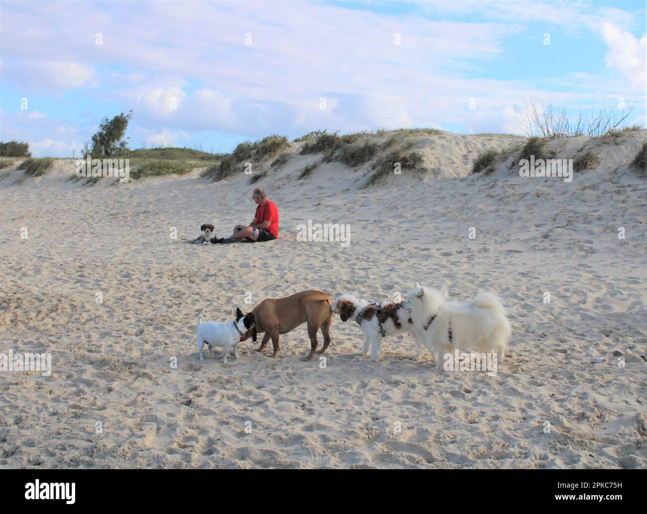 Gold Coast Spit, Dog Off-Leash Beach, Gold Coast, Australia, Senior Australian Aging Well. Stock Photo