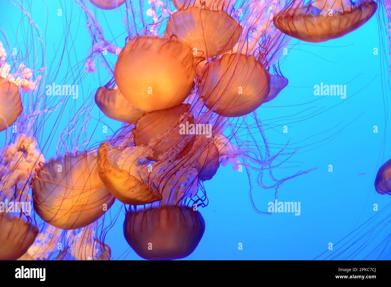 Orange jellyfish floating and swimming in the blue ocean Stock Photo ...