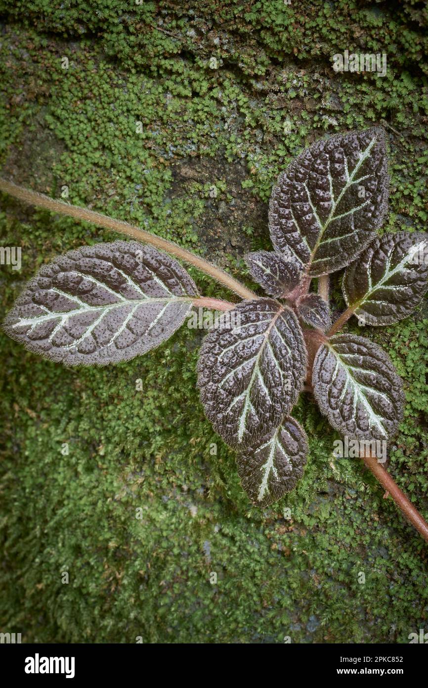 close-up of flame violet plant foliage on a moss covered wall surface, glossy, heart-shaped leaves in reddish brown color with copy space Stock Photo