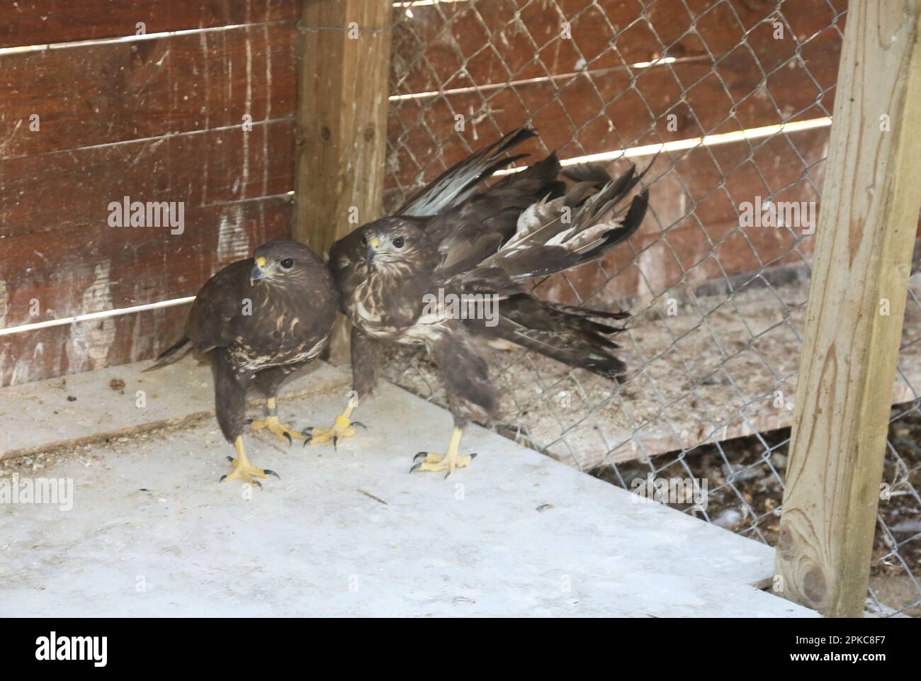 Wounded Hawk The injured hawk is being treated at the animal shelter. in Istanbul ...