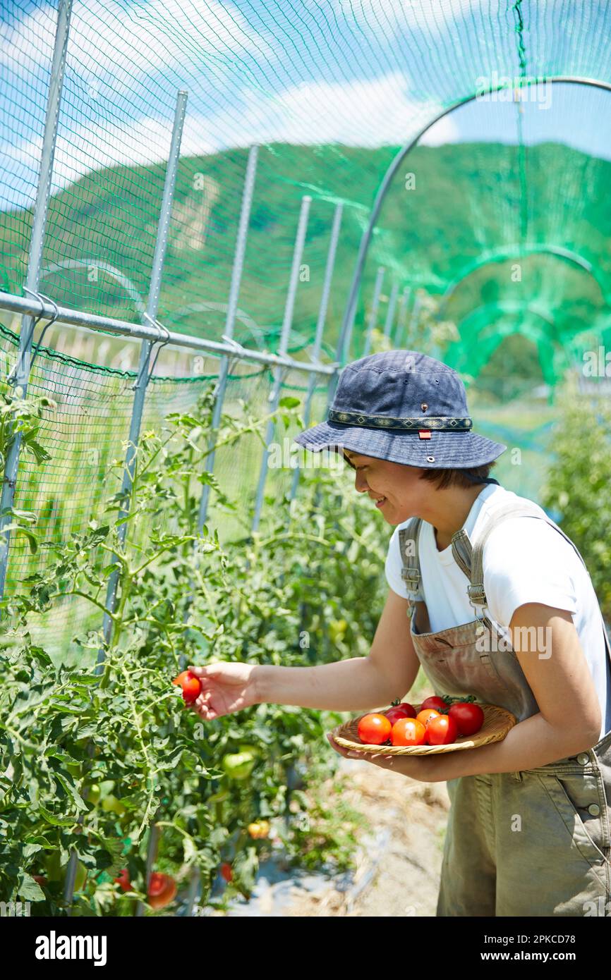 Young farmer harvesting tomatoes in hi-res stock photography and images ...