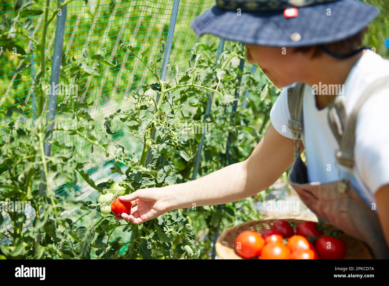 Woman harvesting tomatoes in the field Stock Photo - Alamy