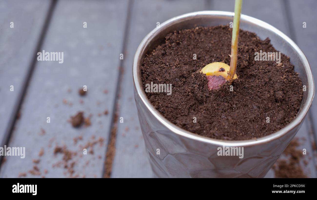 Sprouted avocado pit. Growing avocados in a pot. A young fresh avocado sprout with leaves grows from a seed in a pot. Sprout an avocado seed Stock Photo
