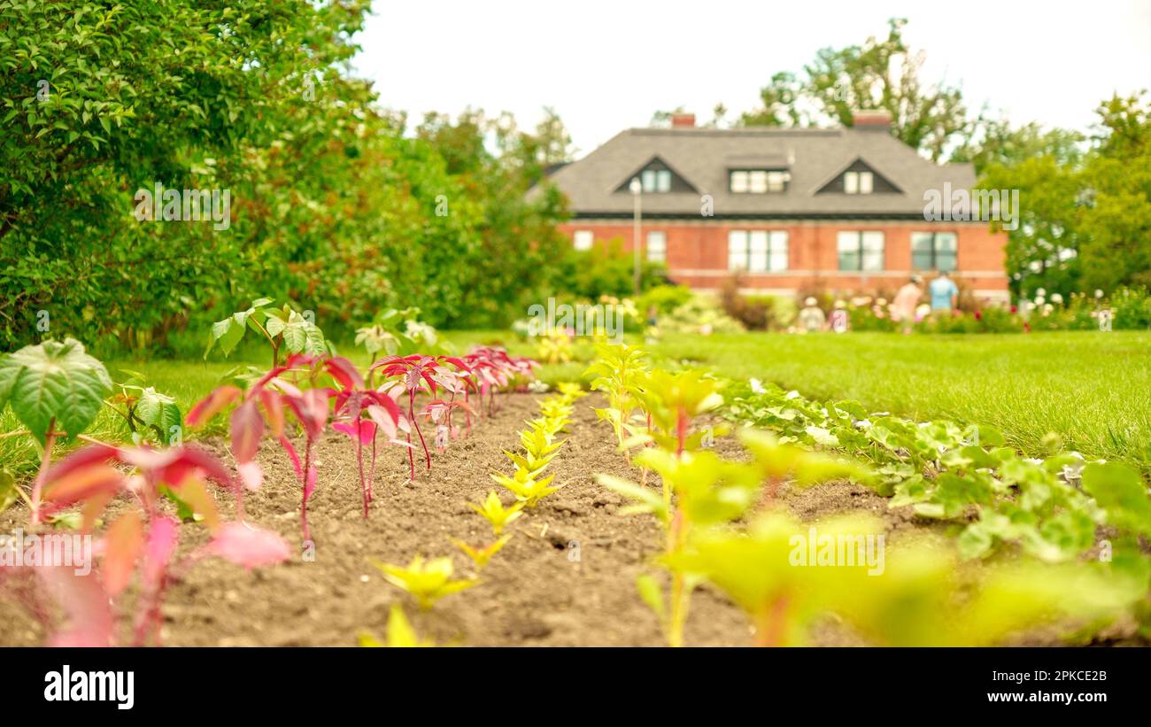 Straight rows of green and purple plants growing on huge farm field with farm house on background. Selective focuse. Seedling growth. Bio. Stock Photo
