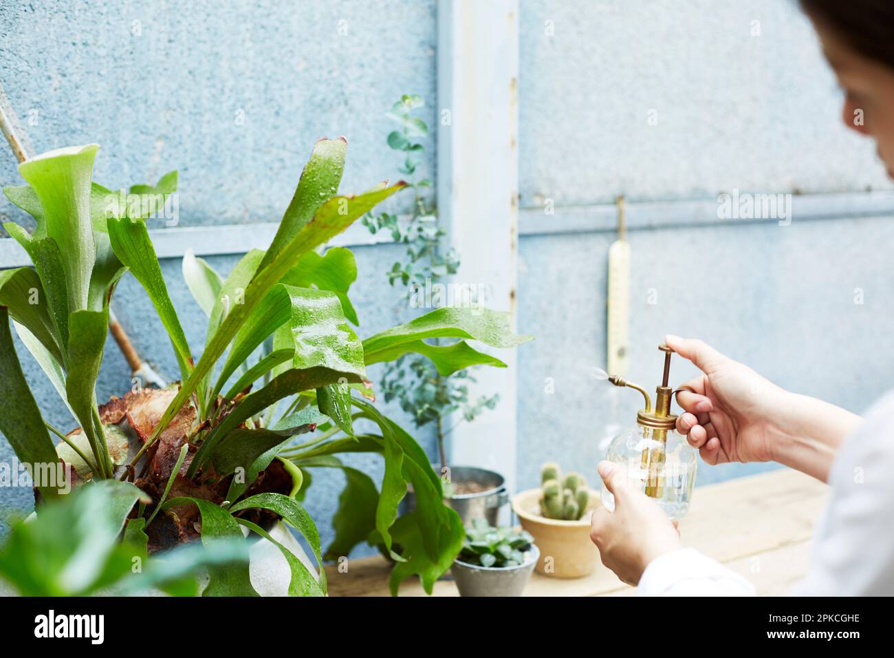 Woman's hand misting a plant Stock Photo