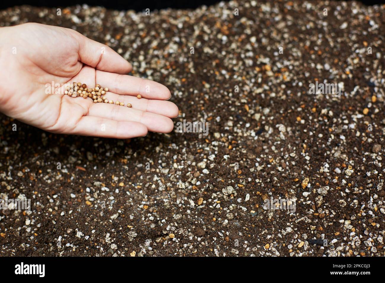 Hand of a woman sowing seeds into soil Stock Photo