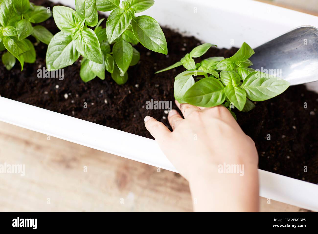Basil about to be planted in a planter Stock Photo Alamy