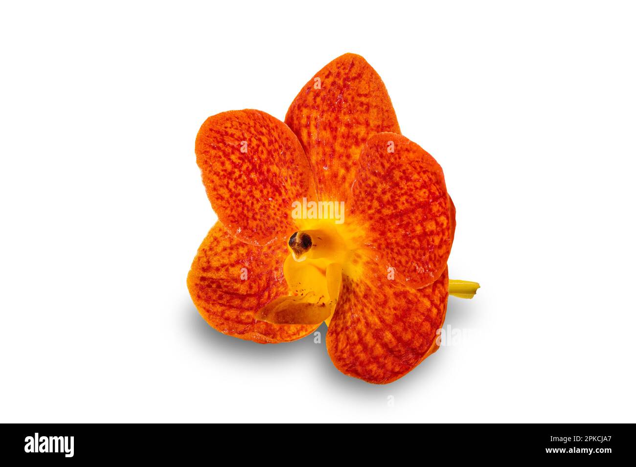 View of single blooming orange ascocentrum hybrid orchid flower isolated on white background with clipping path. Stock Photo