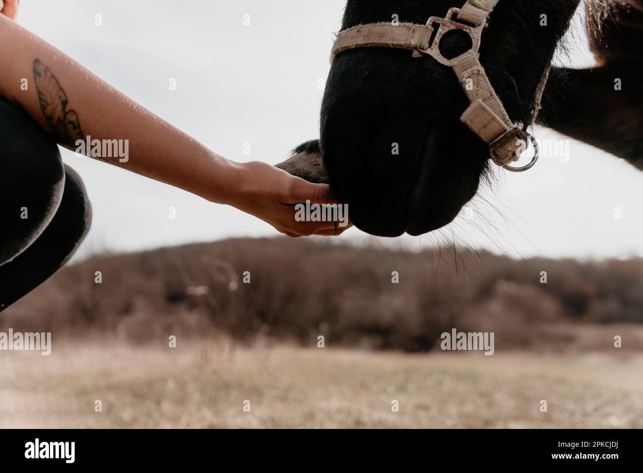 Young happy woman with her pony horse in evening sunset light. Outdoor