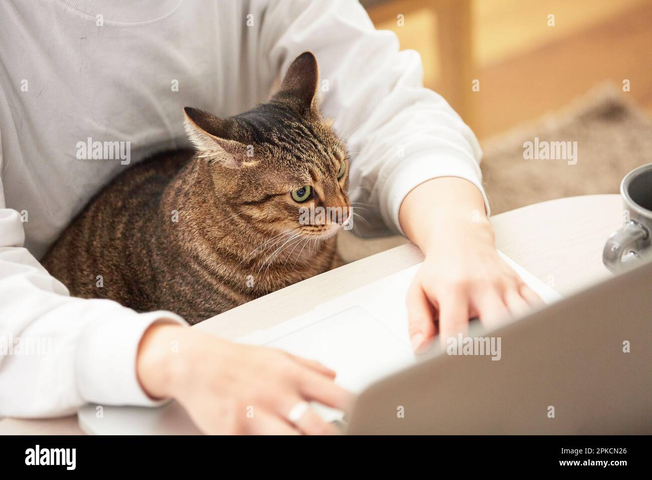 A cat and a person teleworking Stock Photo